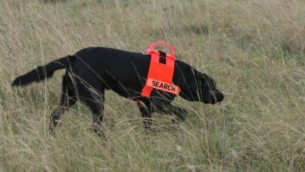 Dogs trained to scent the fire ants are currently being used in the Lockyer Valley to find nests.