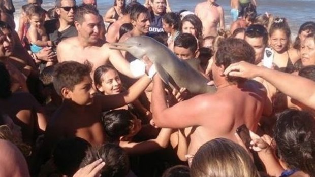 The baby dolphin being passed around on the beach.