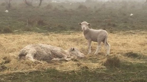 The inspector found a small amount of poor quality pasture hay with three sheep lying in it, one with a lamb attempting to suckle off her.