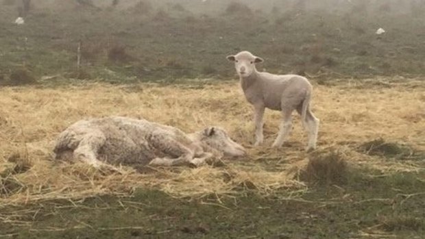 The RSPCA claims the inspector found a small amount of poor-quality pasture hay, with three sheep lying in it, at the man's property, and one with a lamb attempting to suckle.