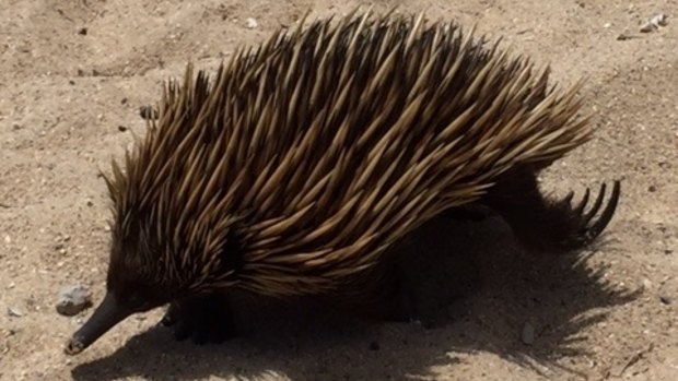 Tourists delighted in a visit from an echidna on Shelly Beach near Manly on Friday.