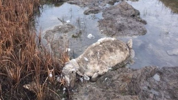 The RSPCA says an inspector found huge numbers of dead and rotting sheep in and out of the water along a creek.