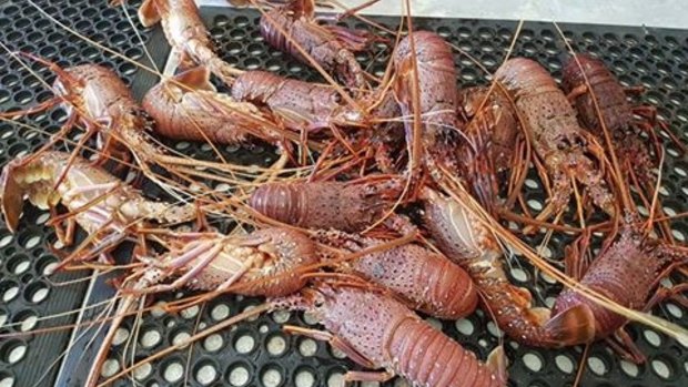 The temporary ban on moving uncooked prawns out of south-east Queensland has been extended, but raw crabs, lobsters and bugs can now be moved and sold.