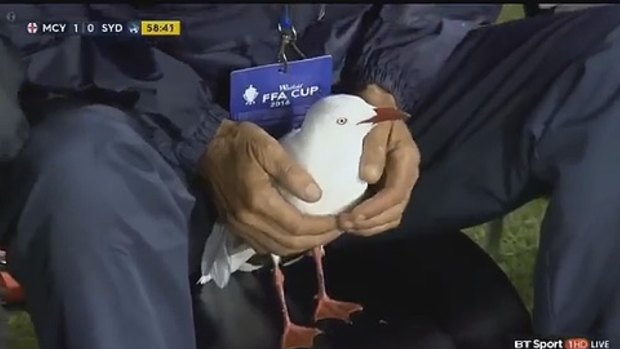 The injured seagull seemed pretty content after being hit by an errant soccer ball. 