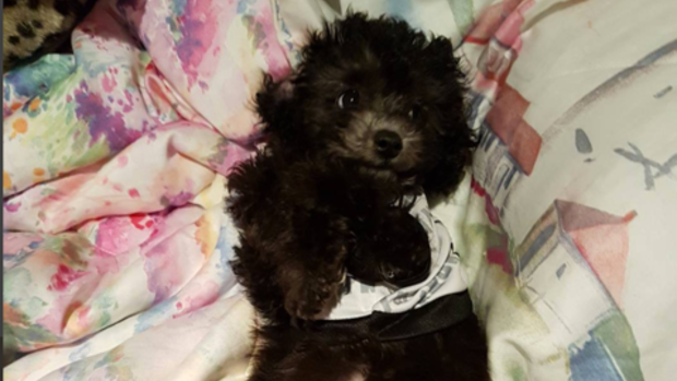 Kobe, a four-month-old toy poodle, died in March after being attacked by two larger dogs in North Melbourne.