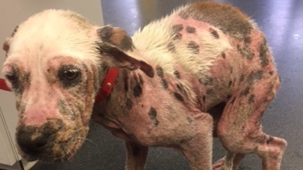 A five month old female Bull Arab cross puppy found with severe demodex mange at Ipswich.