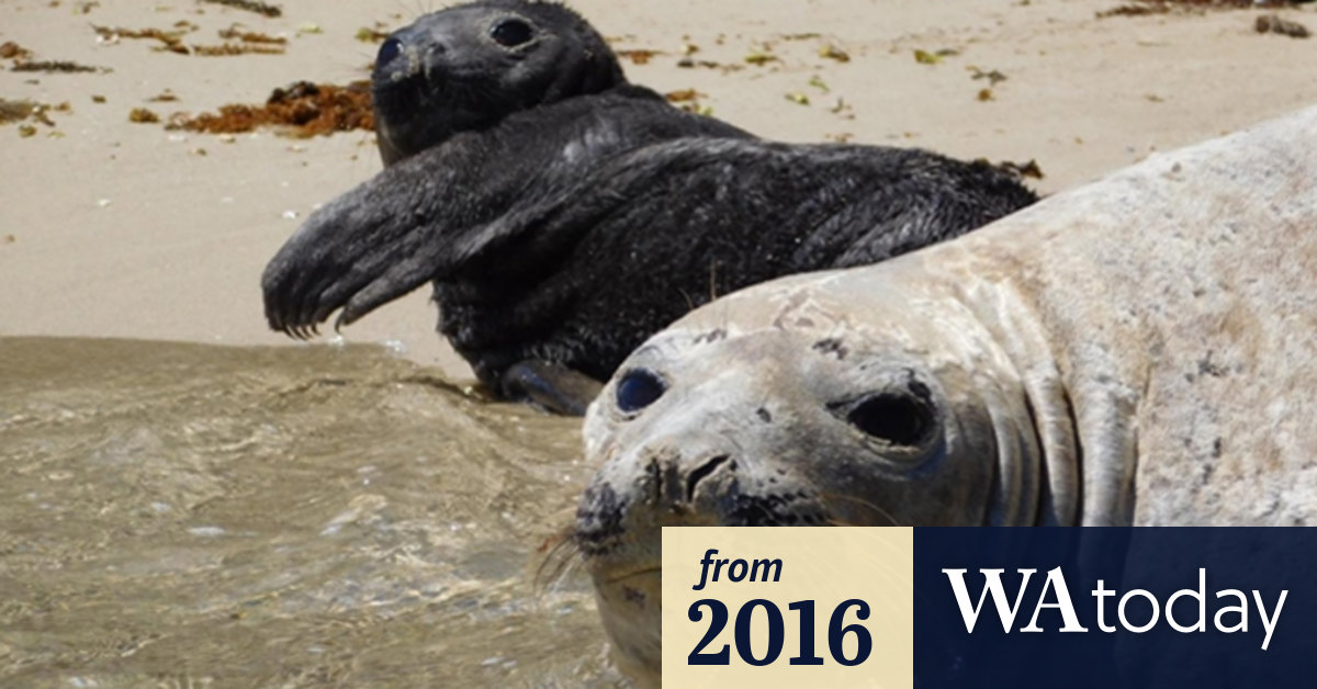 Southern Elephant Seal Pup Birth A Rare Event In Wa Waters