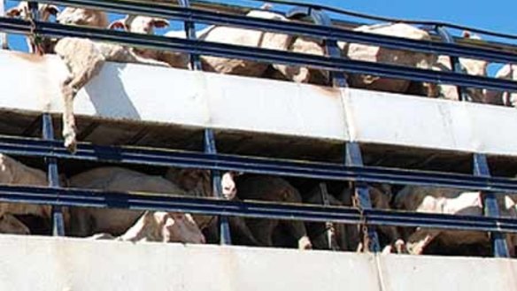 Live aniaml export, sheep truck