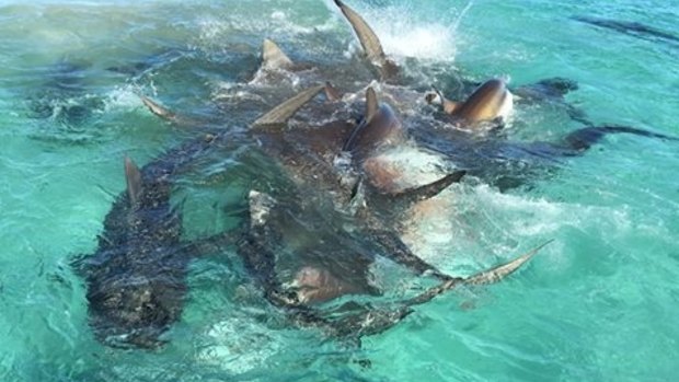 Tourists were treated to an extraoridnary nature spectacle near Dirk Hartog Island. 