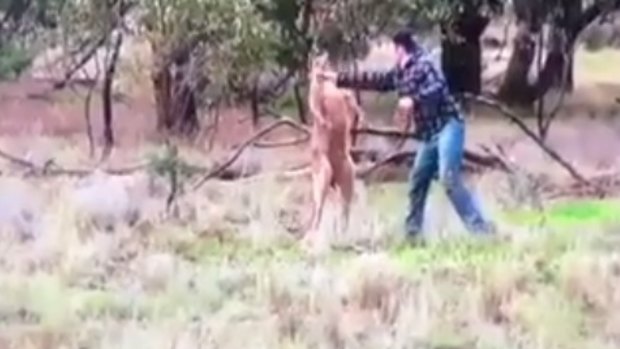 The man punches the kangaroo. 
