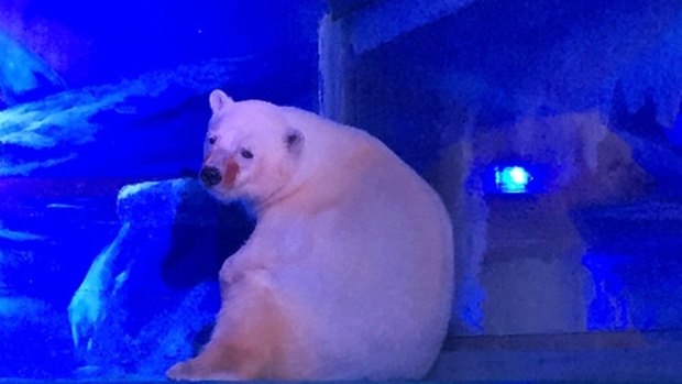 Pizza, the 'saddest polar bear' lives in a shopping centre in China