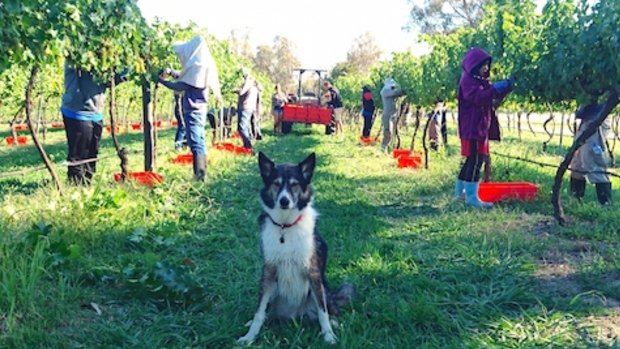 Mollie the dog oversees work at Murrumbateman Winery.