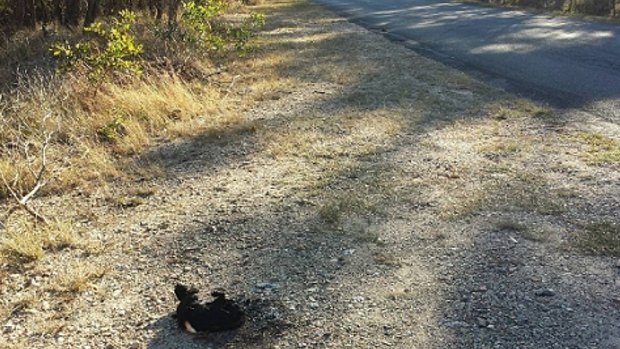 The charred remains of a cat dumped on the roadside at Mount Cotton. 