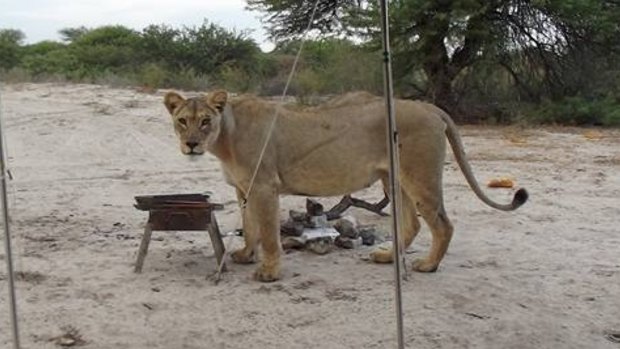 Francie Lubbe said three lionesses licked rainwater from her tent as she camped in southern Africa; this one inspected a barbecue grill. 