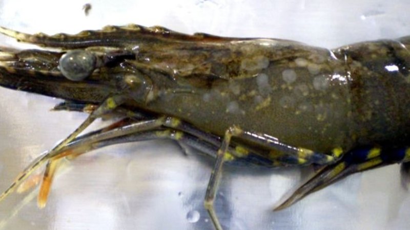 Fears For Prawn Industry Grow After White Spot Found In Moreton Bay