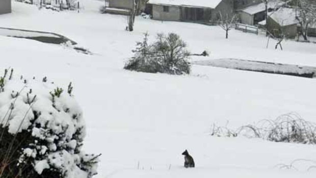 Anton sitting in a snowy backyard near the town of Braunau.