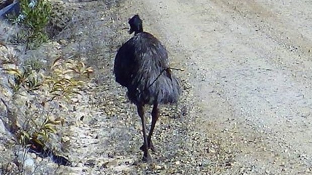 An emu was shot with an arrow near Cotter Avenue.