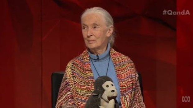 Jane Goodall appeared on Monday night's Q&A with the help of a furry friend, Mr H. 