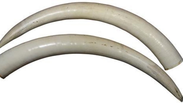 A pair of elephant ivory tusks expected to fetch up to $70,000 at an auction on Friday