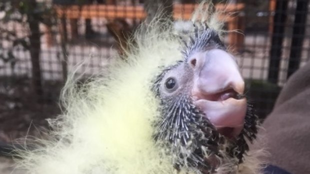 The three-week-old Glossy Black Cockatoo. 