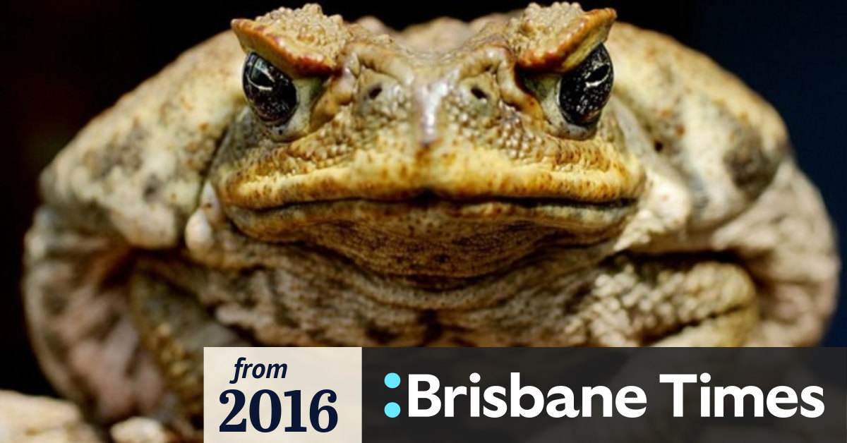 Cane toad toxin used to lure in and trap tadpoles