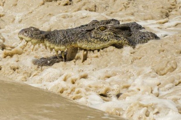 Saltwater crocodiles congregate for feeding frenzy near Kakadu