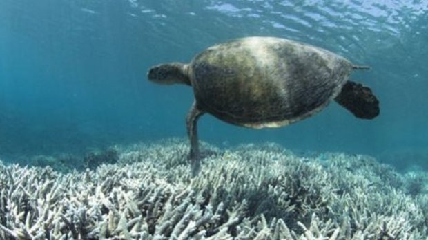 Coral bleaching affects more than just the reefs.