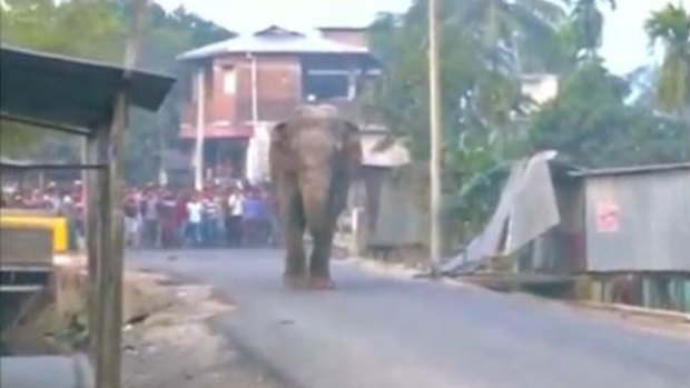 A wild elephant goes rampaging through the village of Ektiasal in West Bengal.