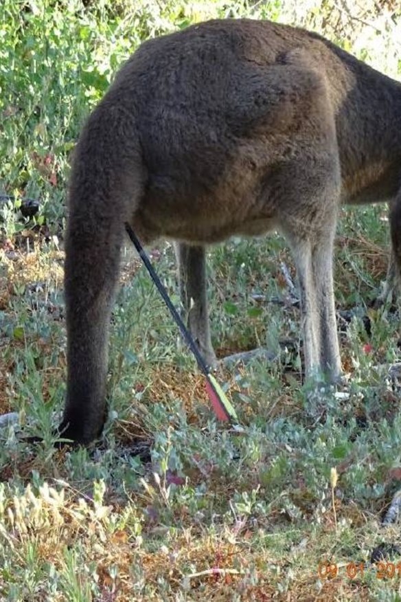 Kangaroo in distress after being shot with arrow south of Mandurah