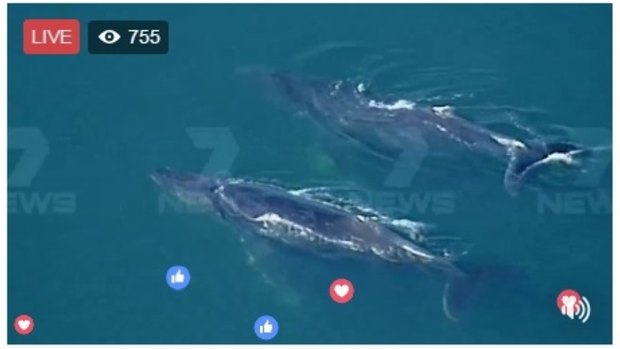 Channel Seven broadcast two migrating whales playing off Williamstown in Melbourne on Friday.