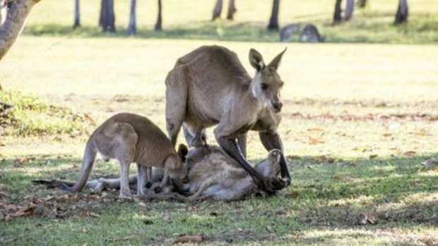 Hervey Bay photographer Evan Switzer captured a kangaroo mourning the loss of its mate in the wild.