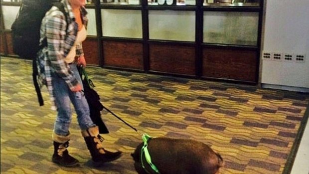 A pig in action as an 'emotional support animal'.