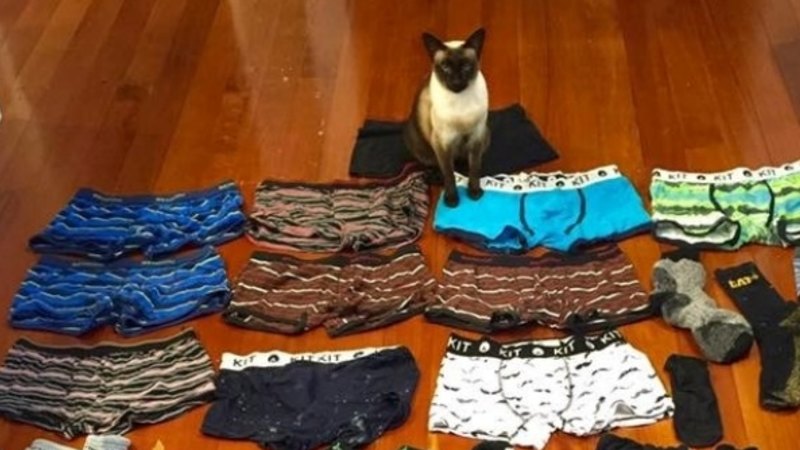 Meet Brigit The Cat Who Likes To Steal Men S Undies