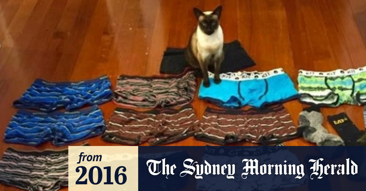 Meet Brigit The Cat Who Likes To Steal Men S Undies