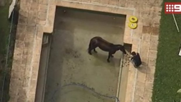 The horse has been unable to get out of the swimming pool by itself.