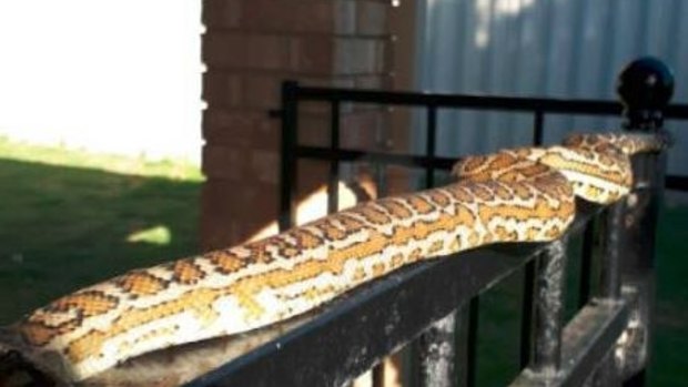Josephine is very similar in appearance to this example of a carpet python.