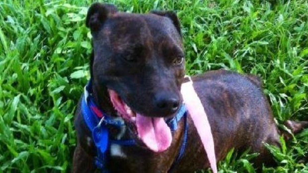 Indie is up for adoption from RSPCA Queensland.