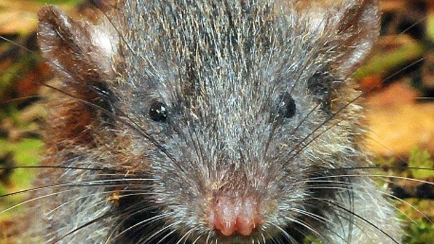 Gracilimus radix, or the slender rat, discovered on Indonesia's Sulawesi Island.