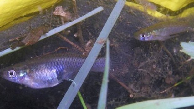 A female (left) and male eastern gambusia or mosquitofish in the Nepean River, 2009. 