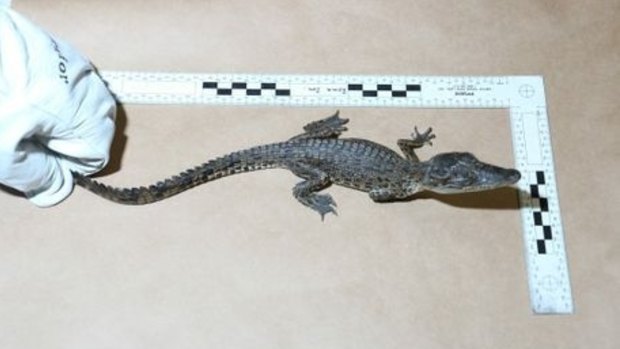 Saltwater crocodile seized by authorities.