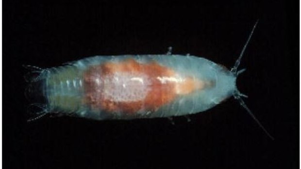 Enlarged photo of a sea louse Natatolana woodjonesi, (actual size about 25mm) - one of the species that inhabits Port Phillip Bay. 