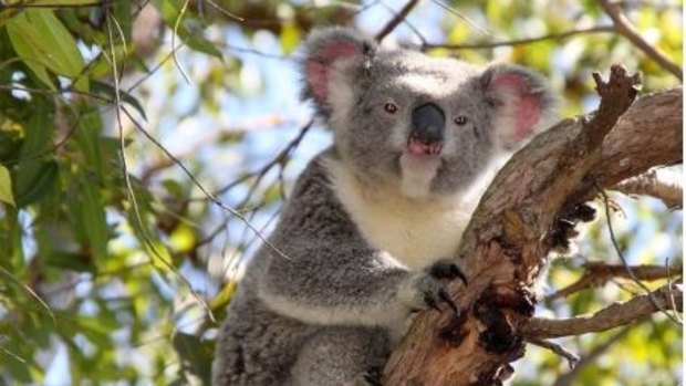 Biggest threat to koala populations is loss of habitat, scientists say.