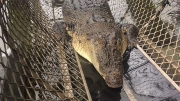 A four-metre crocodile has been caught in the Johnstone River in Innisfail, metres from where a man was grabbed by the arm.