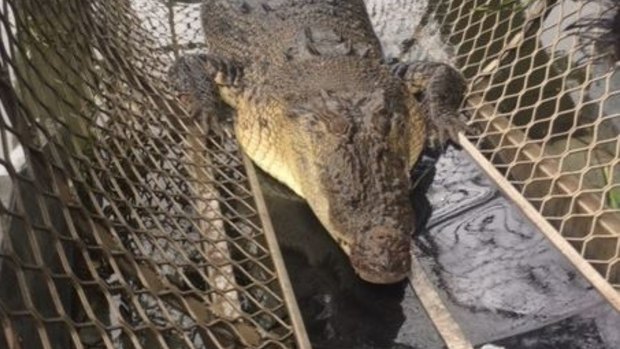 A four metre crocodile has been caught in the Johnstone River in Innisfail, metres from where a man was grabbed by the arm by a crocodile.
