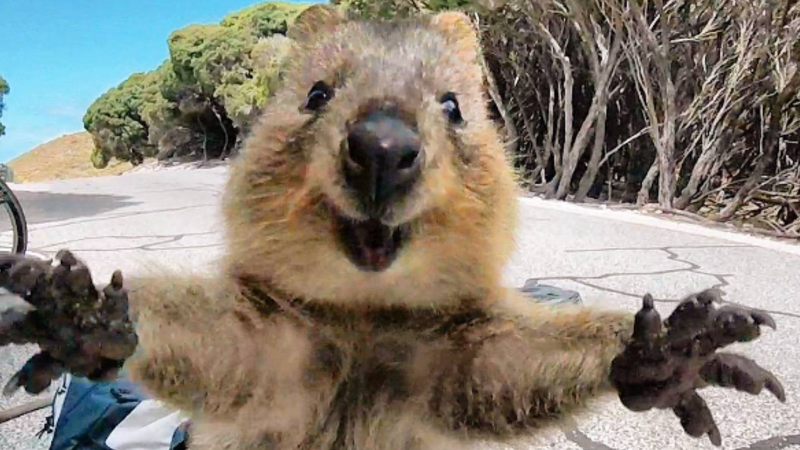 World\'s happiest animal\', the quokka, becomes the most popular ...