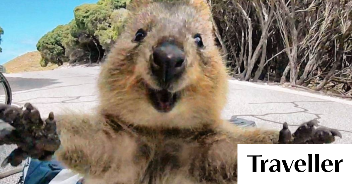 World\'s happiest animal\', the quokka, becomes the most popular ...