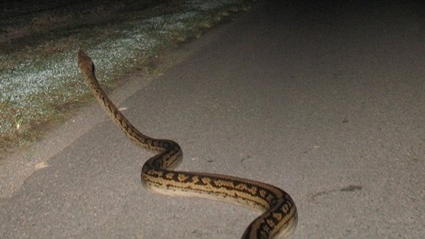 A large python had to be moved on by police after blocking the entrance to a property near Halifax in far north Queensland.