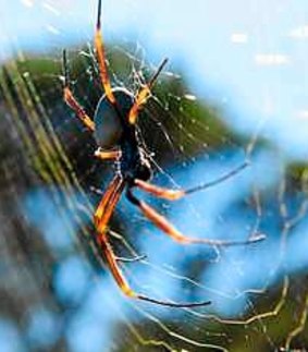 The Australian golden orb weaver.