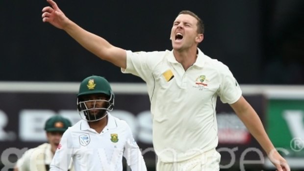 Bunny hunter: Australia's Josh Hazlewood after taking the wicket of Hashim Amla – again.