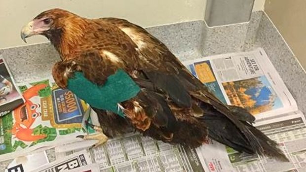 Sir Wedginald the Wedge-tailed Eagle has been recovering at the University of Queensland after he was shot in the wing.